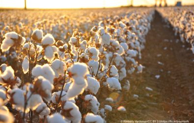 U.S. Customs Halts Imports of Forced Labor Cotton and Cotton Goods from Turkmenistan